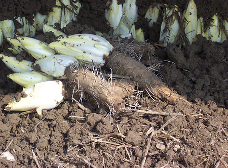 Witloof Endive Roots
