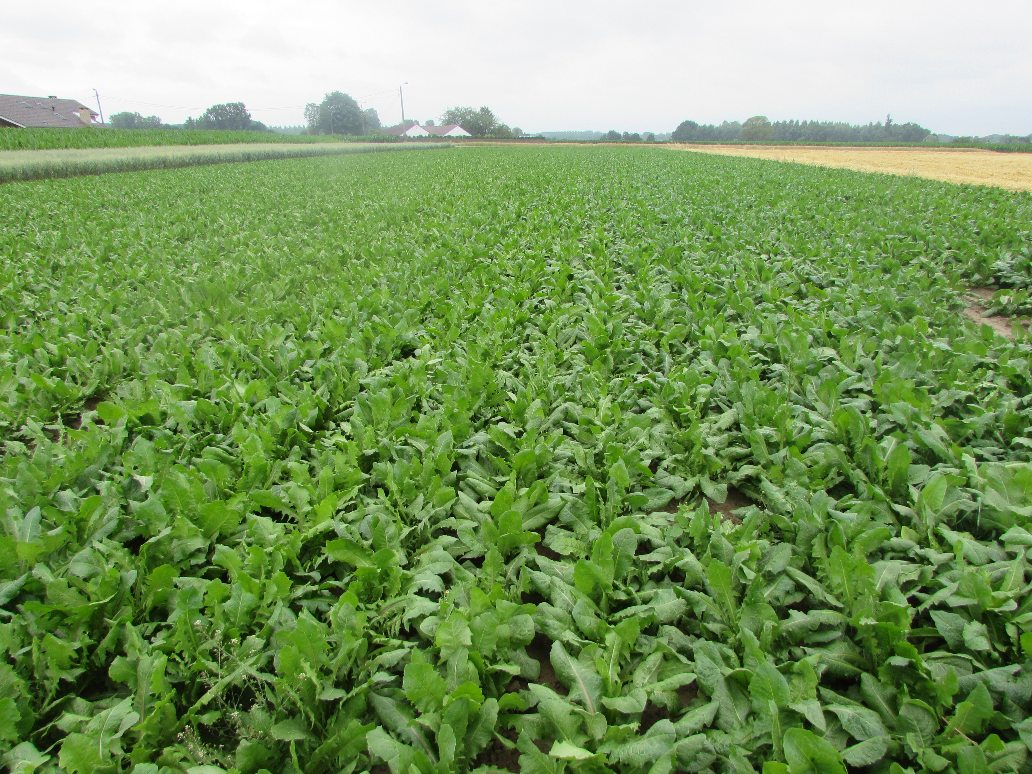 De teelt van witloof wortels