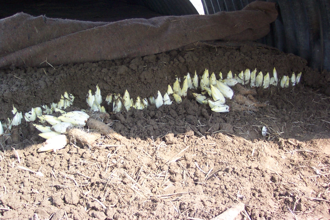 Van wortel tot witloof